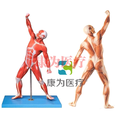 “康为医疗”人体全身肌肉运动模型