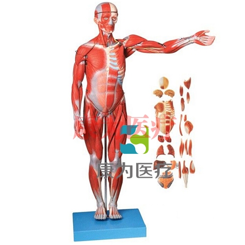 “康为医疗”人体全身肌肉附内脏模型（正常尺寸）