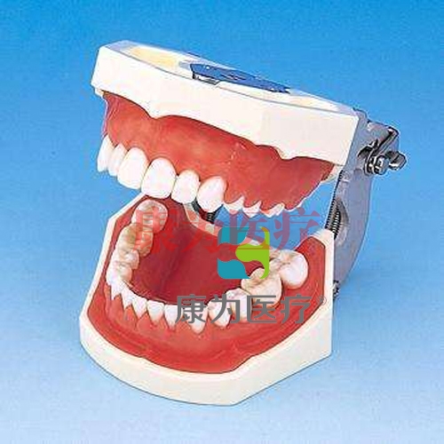 “康为医疗”标准牙颌模型