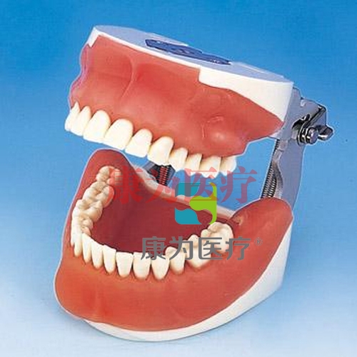 “康为医疗“口腔外科综合实习模型