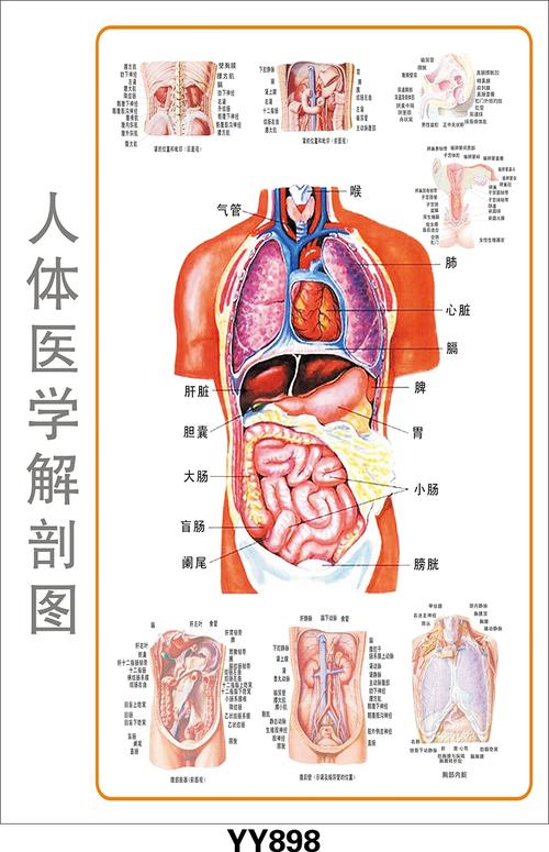 医学教学彩色挂图、软件、光盘