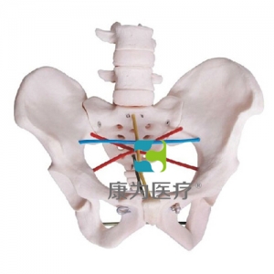 “康为医疗”骨盆测量示教模型,女性骨盆测量操作模型