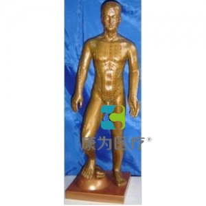 “康为医疗”运动式古铜色人体针灸模型（85CM）