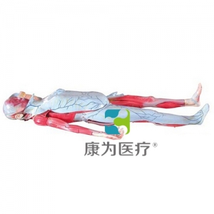 “康为医疗”姜式人体次解剖模型