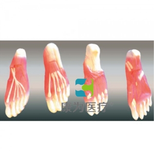 “康为医疗” 足底肌肉解剖模型