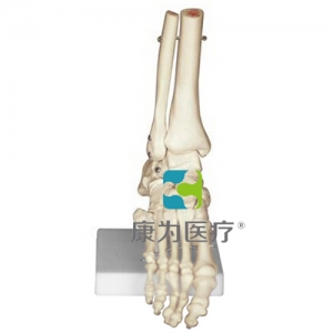“康为医疗”足骨模型