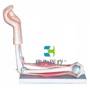 “康为医疗”肘关节模型