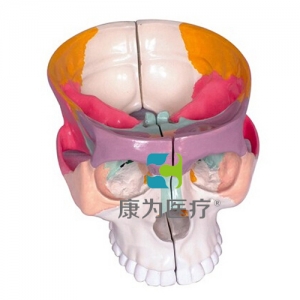 “康为医疗”彩色颅底解剖放大