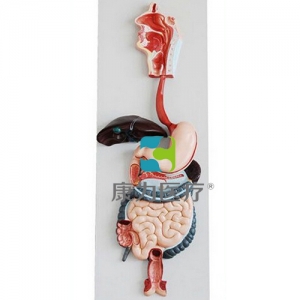 “康为医疗”消化系统模型