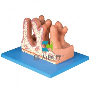 “康为医疗”空肠内面放大模型