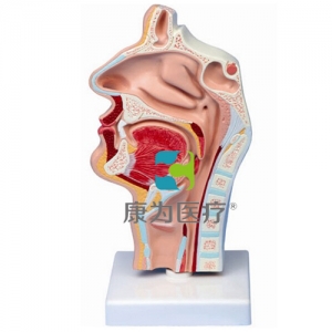 “康为医疗”鼻腔、口腔、喉、咽正中矢状切面模型