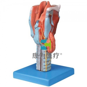 “康为医疗”喉模型