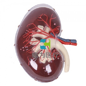 “康为医疗”透明肾脏放大模型