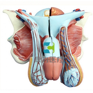 “康为医疗”男性生殖器层次解剖模型