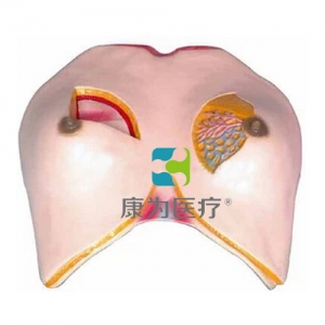 “康为医疗”乳房解剖模型