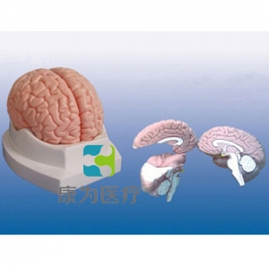 “康为医疗”脑解剖模型
