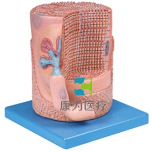 “康为医疗”骨骼肌纤维与运动终板放大模型