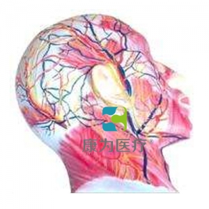 “康为医疗”颜面浅层肌肉神经血管模型