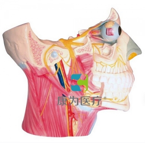 “康为医疗”脑神经在头颈部分布模型、十二对脑神经