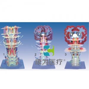“康为医疗”脑干内部结构及传导模型