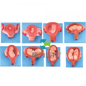 “康为医疗”妊娠胚胎发育过程模型