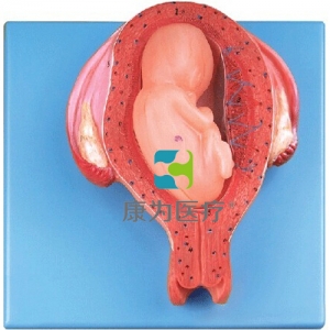 “康为医疗”五个月胎儿模型