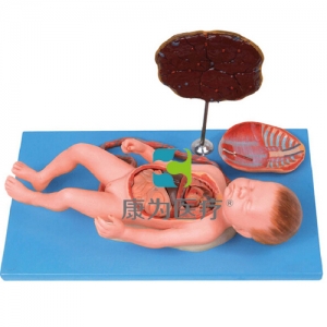 “康为医疗”胎盘脐带与胎儿内脏模型