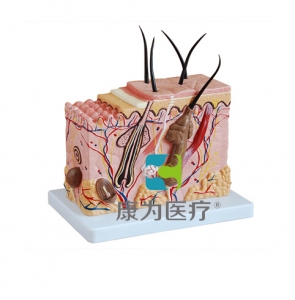 “康为医疗”皮肤放大模型(中型)