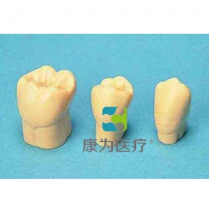 “康为医疗”4倍大单色恒牙模型