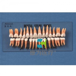 “康为医疗”复制恒牙模型（B2-306）