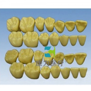 “康为医疗”单色无根恒牙模型(放大2倍)