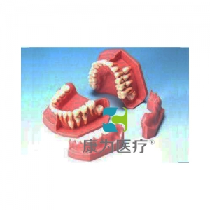 “康为医疗”儿童牙列发育模型