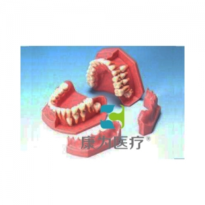 “康为医疗”牙列发育模型（6/3岁）