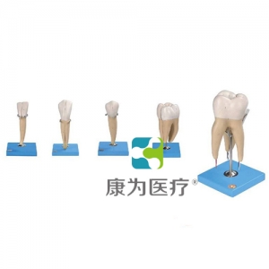 “康为医疗”牙放大模型