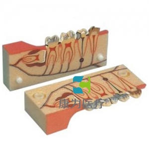 “康为医疗”牙分解组织模型