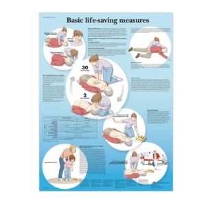 德国3B Scientific®Basic Life Support