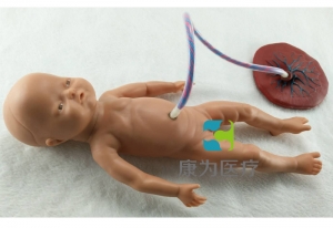 “康为医疗”高级出生婴儿脐带护理模型(男婴)脐带护理标准化模拟病人(男婴)
