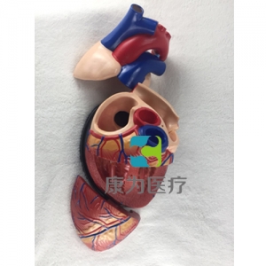 “康为医疗”大心脏解剖模型