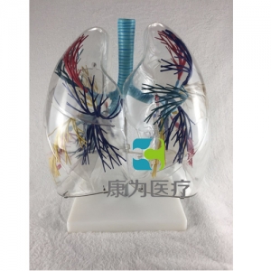 “康为医疗”透明肺段模型
