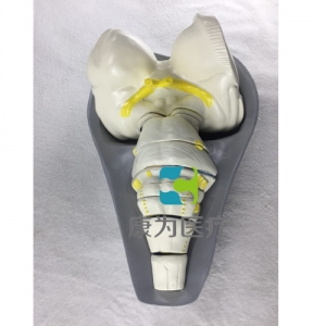 “康为医疗”脑干横切面模型
