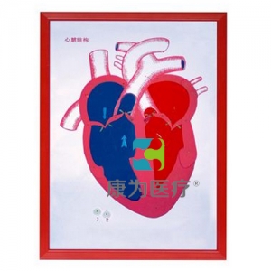 “康为医疗”心脏解剖（示血液流向）浮雕模型