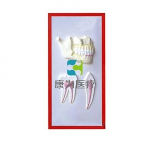 “康为医疗”牙列与牙解剖浮雕模型