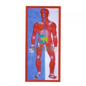 “康为医疗”肌肉系统浮雕模型