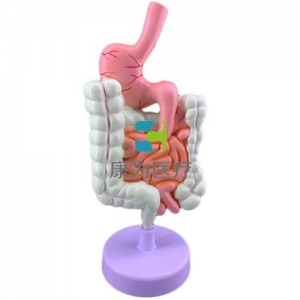 “康为医疗”病理消化系统模型