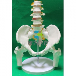 “康为医疗”5节腰椎带骨盆腿骨模型
