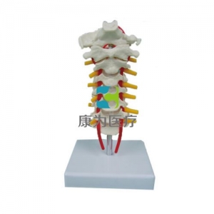 “康为医疗”枕骨颈椎和椎动脉脊神经模型