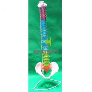 “康为医疗”脊椎带骨盆色分模型