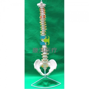 “康为医疗”弯曲脊椎带骨盆模型