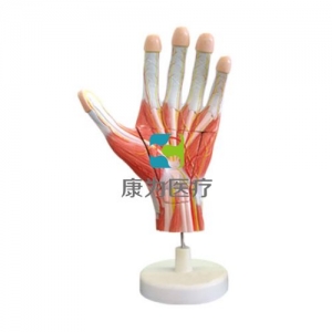 “康为医疗”手解剖放大模型