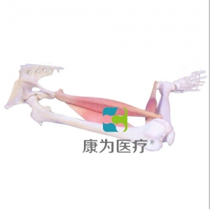 “康为医疗”下肢肌肉定点、动点、动态模型